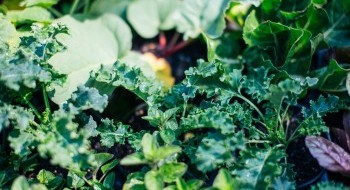For the love of Kale